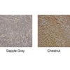 Two stone color swatches labeled 'Dapple Gray' and 'Chestnut' on a white background.