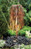 A metal garden sculpture of a weeping tree with rust-brown and orange hanging strands, planted in a bed of dark river stones surrounded by green shrubs and foliage.