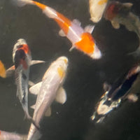 Live Imported Japanese Koi 3" to 9" Standard Fin & Butterfly Fin- Local Pickup Only