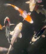 Live Imported Japanese Koi Standard Fin & Butterfly Fin- Local Pickup Only