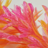 Closeup of orange plant on biOrb® Aquarium Plant Red/Pink Color Pack
