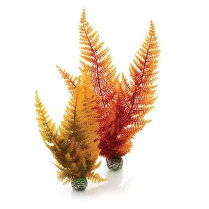 biOrb® Autumn Fern Plant Pack
