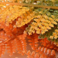 Closeup of biOrb® Autumn Fern Plant Pack