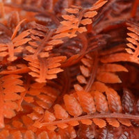 Closeup of red plant in biOrb® Autumn Fern Plant Pack