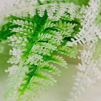Closeup of biOrb® Winter Fern Plant Pack