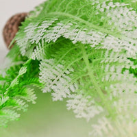 Detail view of biOrb® Winter Fern Plant Pack