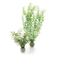 biOrb® Winter Flower Plant Pack