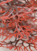 Detail view of biOrb® Crimson Sea Fan Aquarium Decorations