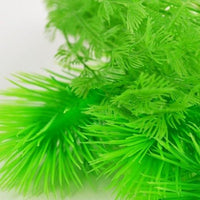 Detail view of biOrb® Green Feather Fern Plant Pack