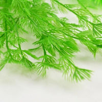 Detail view of biOrb® Green Feather Fern Plant Pack