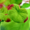 Detail view of biOrb® Green Silk Plant Set