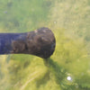 Oase Pondovac Classic Pond Vacuum string algae nozzle