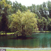Lake after using Airmax® Pond Logic® WipeOut™ PondWeed Defense® Aquatic Herbicide