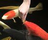 Aquascape® Koi Krunchies are perfect for training fish to hand-feed