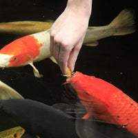 Aquascape® Koi Krunchies are perfect for training fish to hand-feed