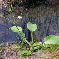 Live American Water Plantain (Potted) - Local Pickup Only