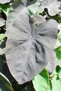 Live Taro, Black Magic or Mojito (Potted) - Local Pickup Only