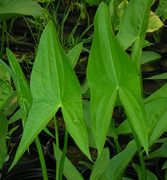 Live Broadleaf Arrowhead (Potted) - Local Pickup Only