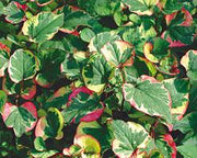 Live Chameleon Plant (Potted) - Local Pickup Only