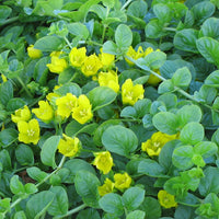 Live Native Creeping Jenny, Dark Green (Potted) - Local Pickup Only