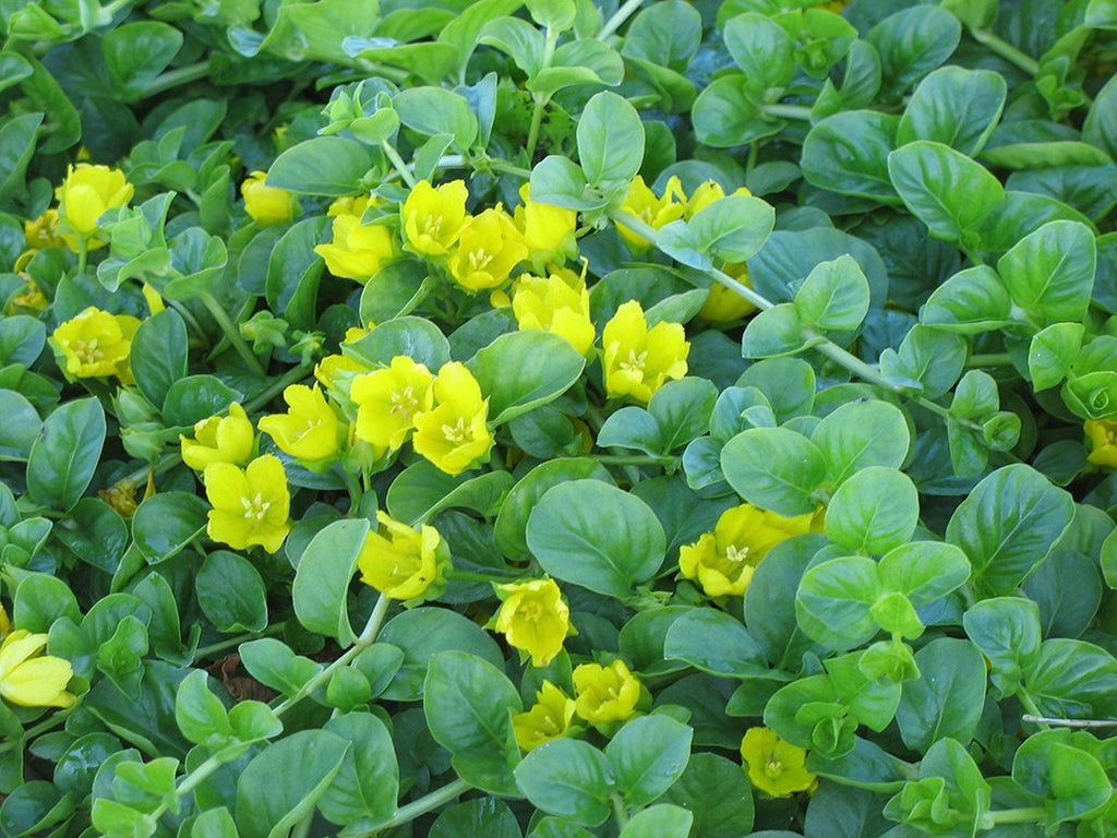 creeping potted plants Live Native Creeping Jenny, Dark Green (Potted)
