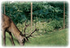 Garden protected by Dalen® Deer-X® Protective Netting 