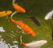 Live Domestic Goldfish in various sizes - Local Pickup Only