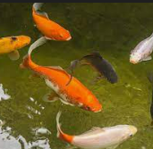 Live Domestic Goldfish in various sizes - Local Pickup Only