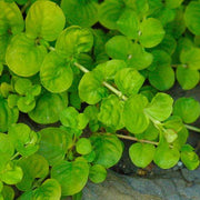 Live Gold Creeping Jenny (Potted) - Local Pickup Only