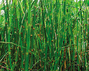 Live Horsetail Rush (Potted) - Local Pickup Only