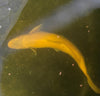 Live Domestic Koi Standard Fin & Butterfly Fin- Local Pickup Only