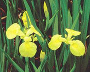 Live Iris (Yellow) Pseudoceros (Potted) - Local Pickup Only
