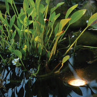 Pond Boss® Landscape and Fountain Light in a pond