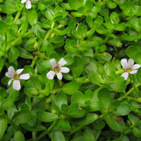 Live Money-Wort Bacopa (Potted) - Local Pickup Only