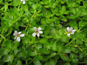 Live Money-Wort Bacopa (Potted) - Local Pickup Only