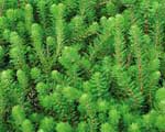 Live Parrot's Feather (Bunched) - Local Pickup Only