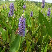 Live Pickerel Rush (Potted) - Local Pickup Only