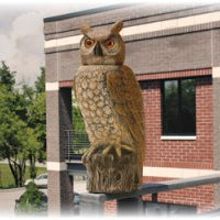 Dalen® Natural Enemy Scarecrow® Rotating-Head Owl protecting balcony garden