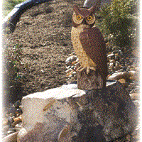 Dalen® Natural Enemy Scarecrow® SOL-R Action Owl™ protecting garden