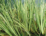 Live Variegated Sweet Flag (Potted) - Local Pickup Only