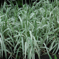 Live Ribbon Grass (Potted) - Local Pickup Only