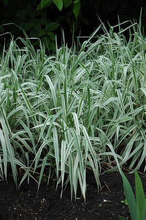 Live Ribbon Grass (Potted) - Local Pickup Only