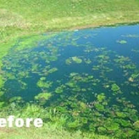 Pond before using Diversified Waterscapes F-50 Bio Pure beneficial bacteria