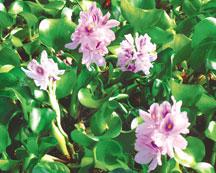 Live Water Hyacinth (Floating) - Local Pickup Only