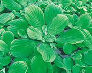 Live Water Lettuce (Floating) - Local Pickup Only