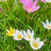 Live Rain Lilies (Potted) - Local Pickup Only