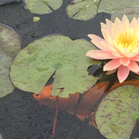 Live Water Lily, Various Colors Hardy (Potted) - Local Pickup Only