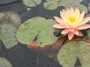 Live Water Lily, Various Colors Hardy (Potted) - Local Pickup Only