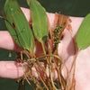 American Pond Weed treated by Airmax® Pond Logic® WipeOut™ PondWeed Defense® Aquatic Herbicide