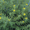 Creeping water primrose treated by Airmax® Pond Logic® Shoreline Defense® Aquatic Herbicide